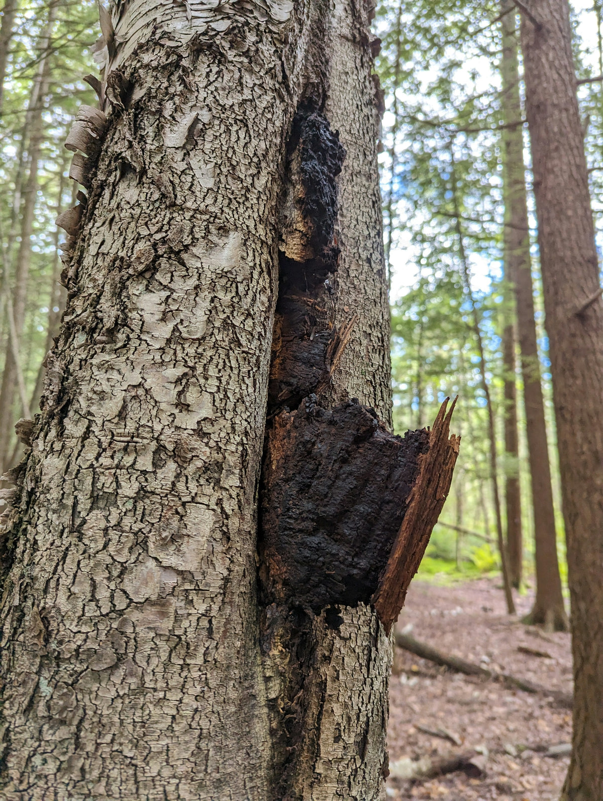 Hand harvested Chaga